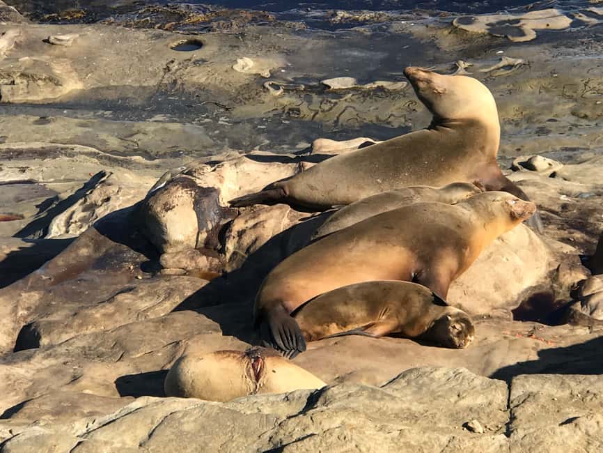 image n.3 of The La Jolla Tour activity in San Diego, uploaded by supplier