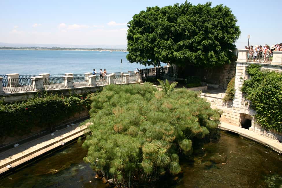 Immagine nº 9 di Siracusa: Tour privato a piedi di Ortigia attività a Siracusa, caricata dal fornitore