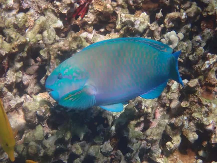 image n.3 of Kona: Captain Cook Snorkel Tour activity in Honaunau-Napoopoo, uploaded by supplier