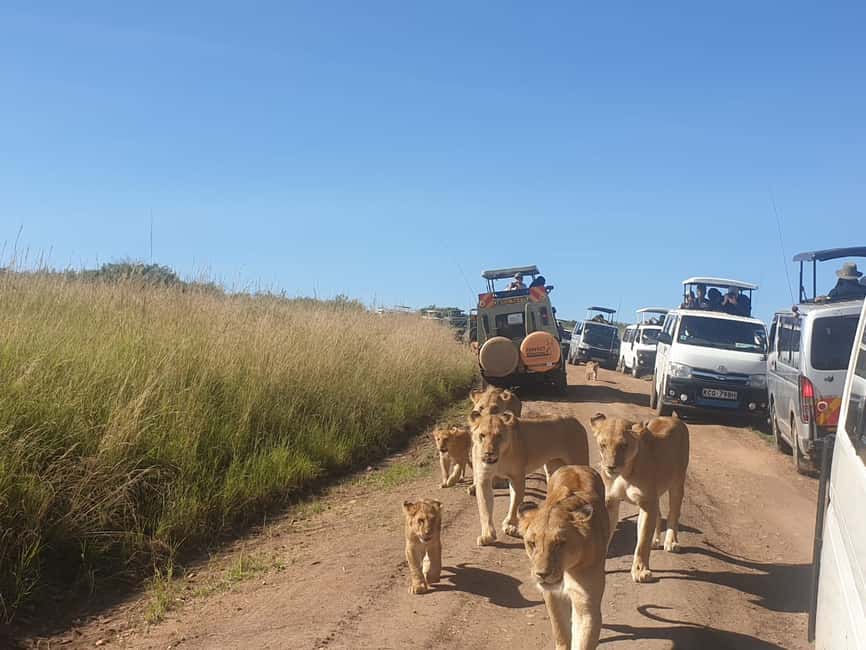 Image N°1 de Au départ de Nairobi : Safari en groupe de 3 jours et 2 nuits dans le Maasai Mara activité à Province centrale du Kenya, publiée par le prestataire
