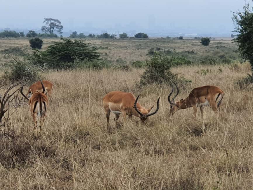 Image N°15 de Au départ de Nairobi : Safari en groupe de 3 jours et 2 nuits dans le Maasai Mara activité à Province centrale du Kenya, publiée par le prestataire