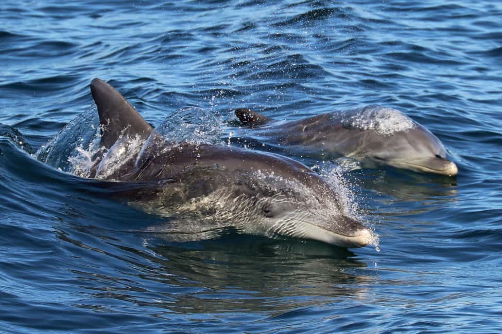 image n.11 of Jervis Bay: 2-Hour Cruise of Jervis Bay Passage activity in New South Wales, uploaded by supplier