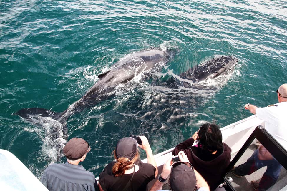 image n.2 of Jervis Bay: 2-Hour Whale Watching Cruise activity in New South Wales, uploaded by supplier