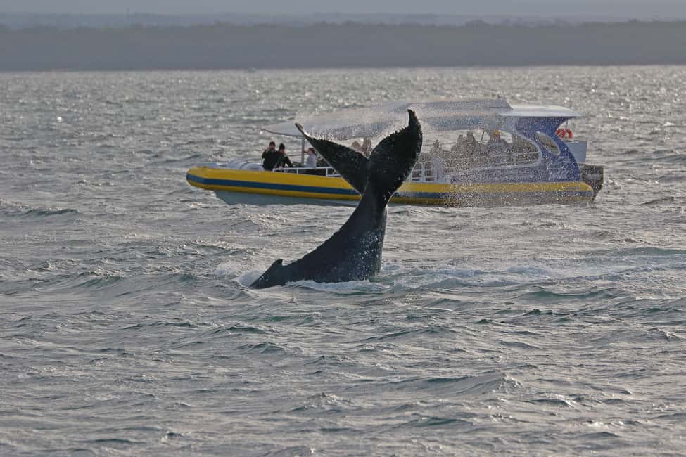 image n.5 of Jervis Bay: 2-Hour Whale Watching Cruise activity in New South Wales, uploaded by supplier