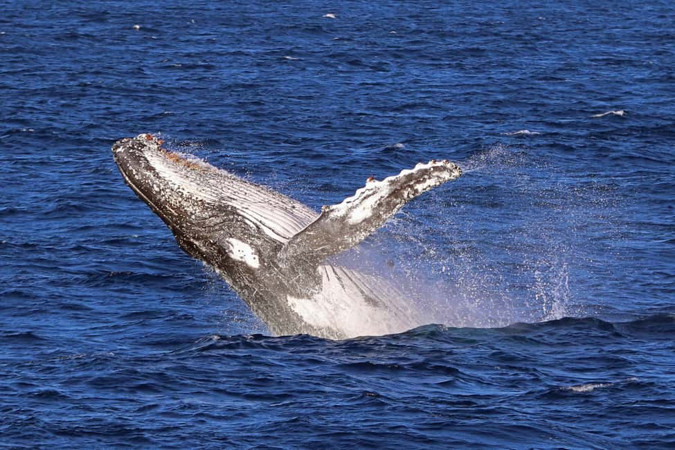 image n.1 of Jervis Bay: 2-Hour Whale Watching Cruise activity in New South Wales, uploaded by supplier