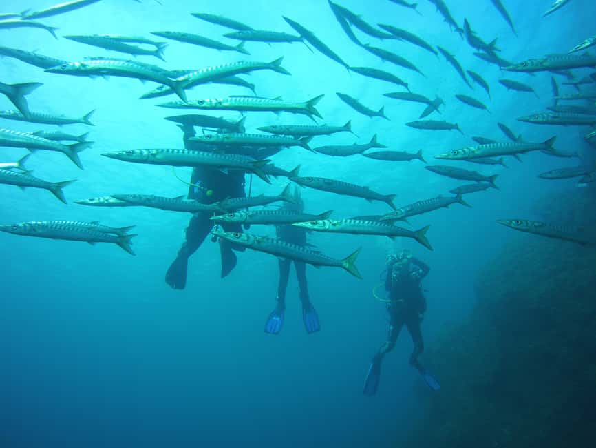 image n.19 of Menorca: Baptism Scuba Diving in Marine Reserve activity in Port d'Addaia, uploaded by supplier
