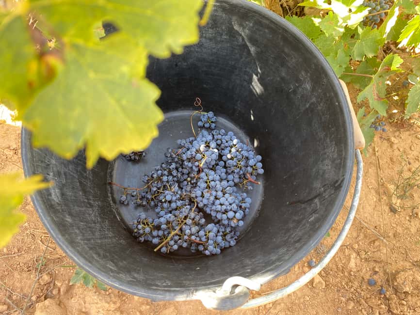 image n.1 of From Valencia: Utiel-Requena Wine Tour and Traditional Lunch activity in Valencian Community, uploaded by supplier