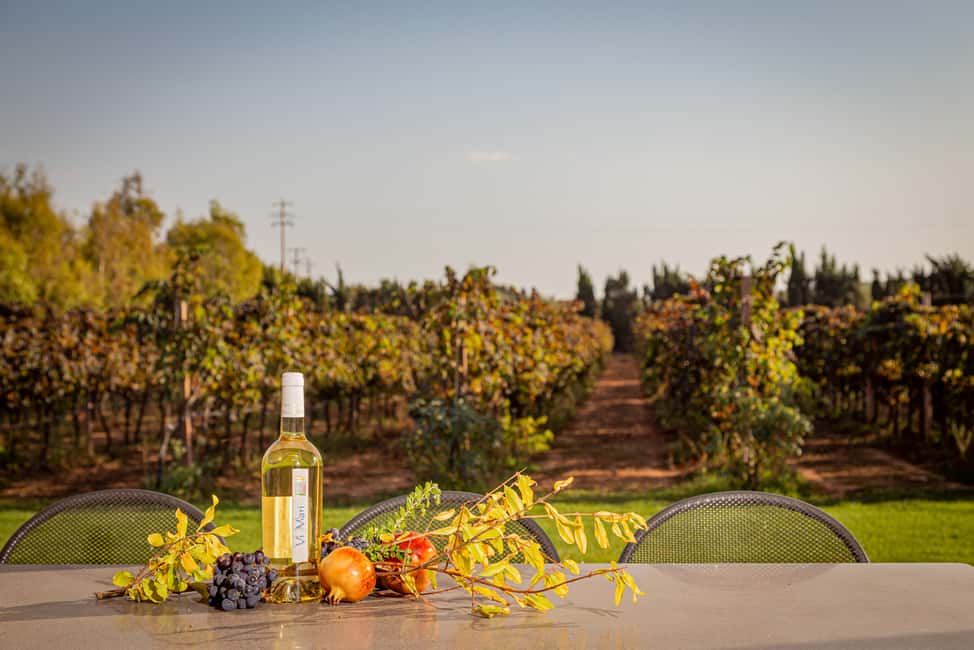 image n.6 of Alghero: Wine and Olive Oil Tasting at a Local Farm activity in Alghero, uploaded by supplier