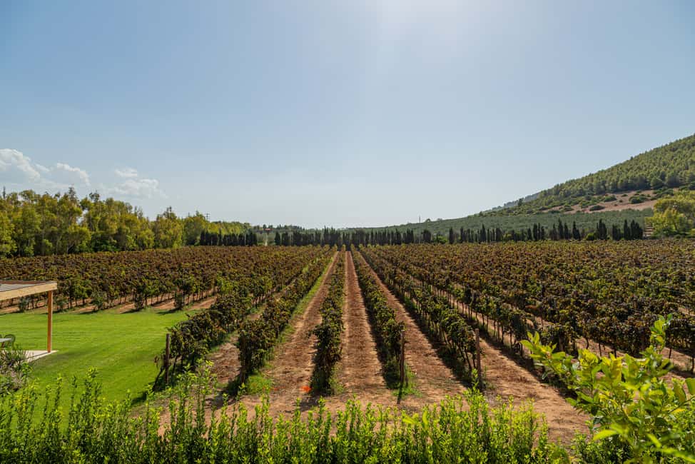 image n.7 of Alghero: Wine and Olive Oil Tasting at a Local Farm activity in Alghero, uploaded by supplier
