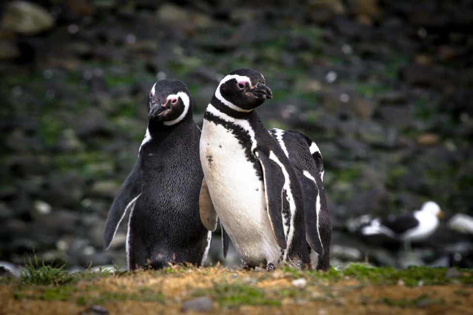 image n.4 of Punta Arenas: Magdalena Island Navigation & Penguin Walk activity in North Chile, uploaded by supplier