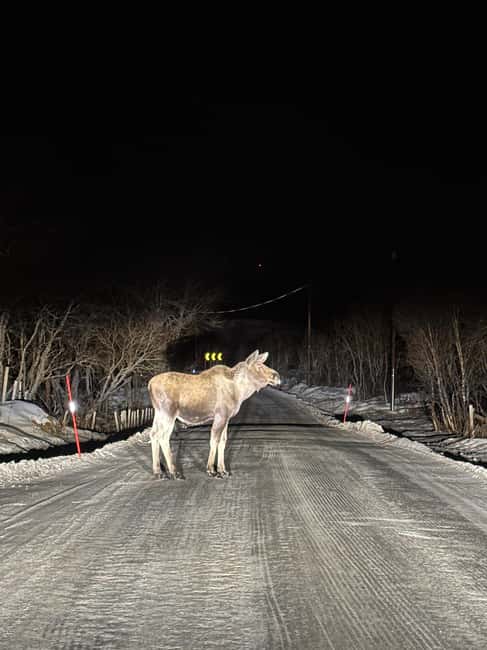 image n.4 of Narvik/Harstad:Day tour of Fjords with stop at Reindeer farm activity in Narvik, uploaded by supplier