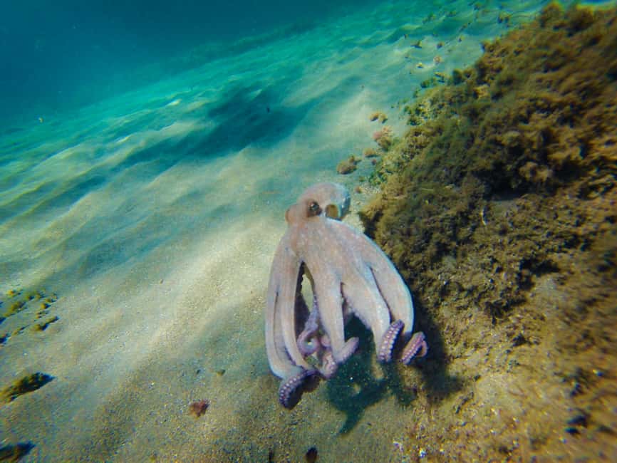 image n.17 of Cabo de Gata: Natural Park Kayaking and Snorkel Excursion activity in Almeria, uploaded by supplier