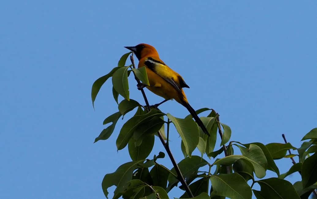 image n.10 of From Riviera Maya : Sian Ka'an Muyil Birdwatching with Guide activity in Yucatan Peninsula, uploaded by supplier
