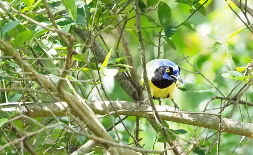 image n.11 of From Riviera Maya : Sian Ka'an Muyil Birdwatching with Guide activity in Yucatan Peninsula, uploaded by supplier