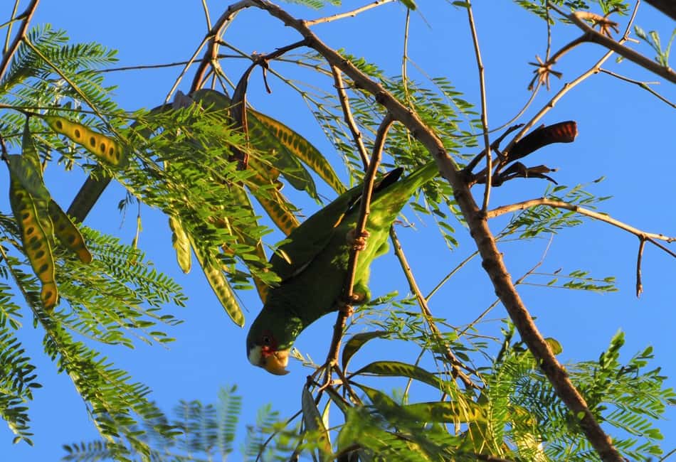 image n.12 of From Riviera Maya : Sian Ka'an Muyil Birdwatching with Guide activity in Yucatan Peninsula, uploaded by supplier