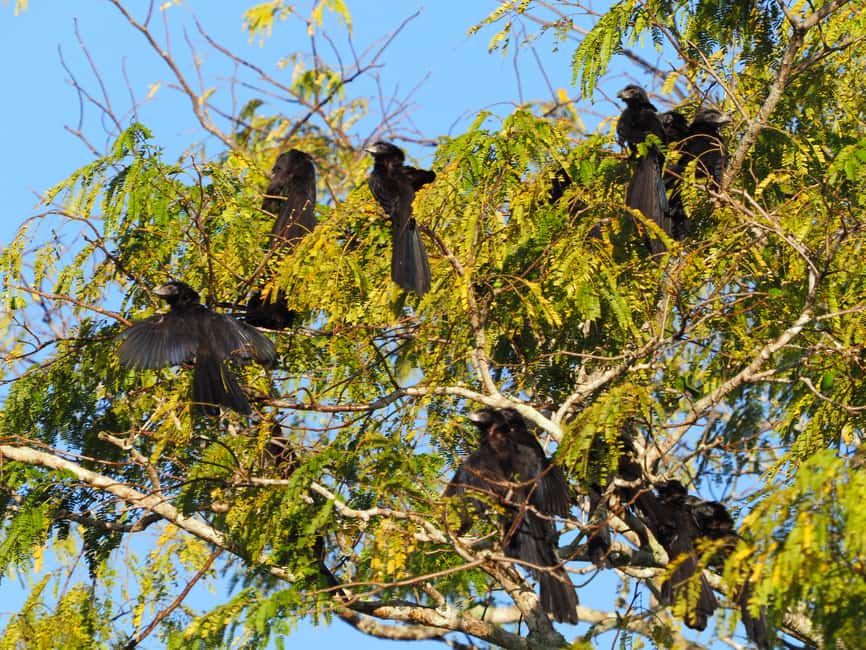 image n.17 of From Riviera Maya : Sian Ka'an Muyil Birdwatching with Guide activity in Yucatan Peninsula, uploaded by supplier