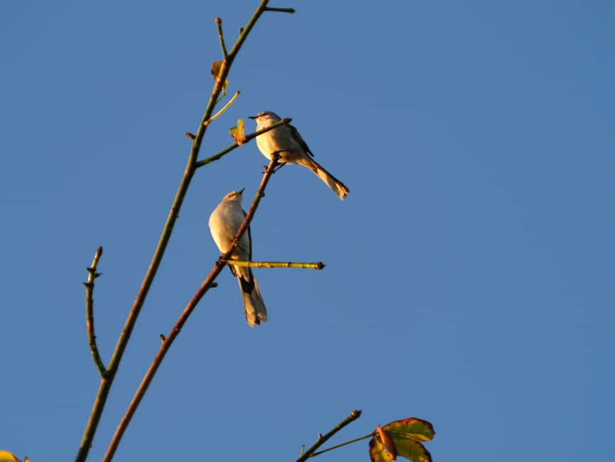 image n.16 of From Riviera Maya : Sian Ka'an Muyil Birdwatching with Guide activity in Yucatan Peninsula, uploaded by supplier