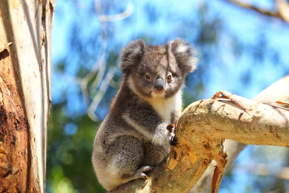 image n.4 of Great Ocean Road: Guided Wildlife Walk that Supports Nature activity in Skenes Creek, uploaded by supplier