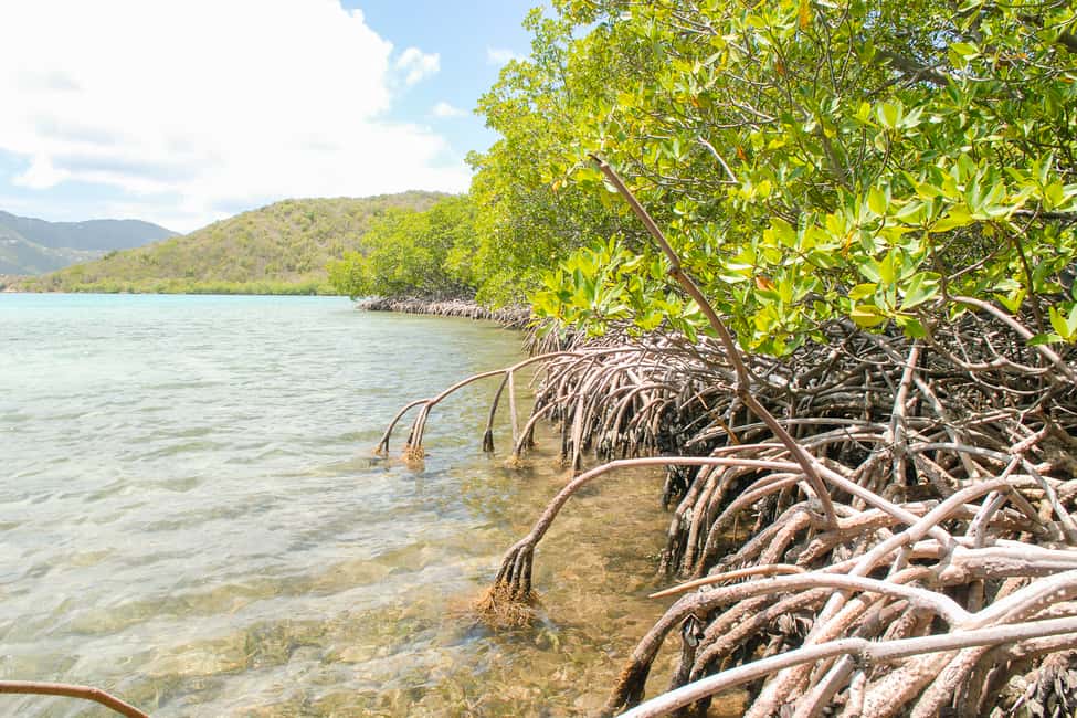 Immagine nº 8 di Saint Thomas: Tour delle mangrovie in kayak e snorkeling attività a Red Hook, Saint Thomas, caricata dal fornitore