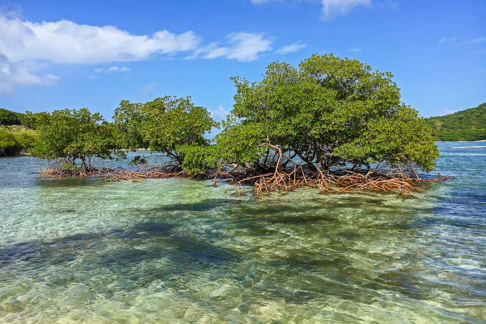Immagine nº 10 di Saint Thomas: Tour delle mangrovie in kayak e snorkeling attività a Red Hook, Saint Thomas, caricata dal fornitore