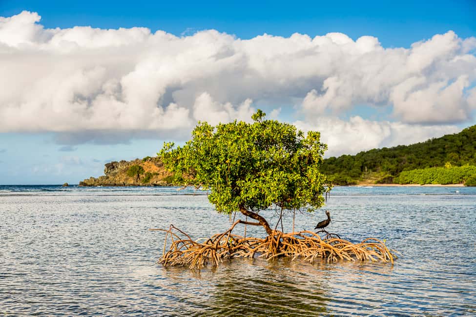 Immagine nº 4 di Saint Thomas: Tour delle mangrovie in kayak e snorkeling attività a Red Hook, Saint Thomas, caricata dal fornitore