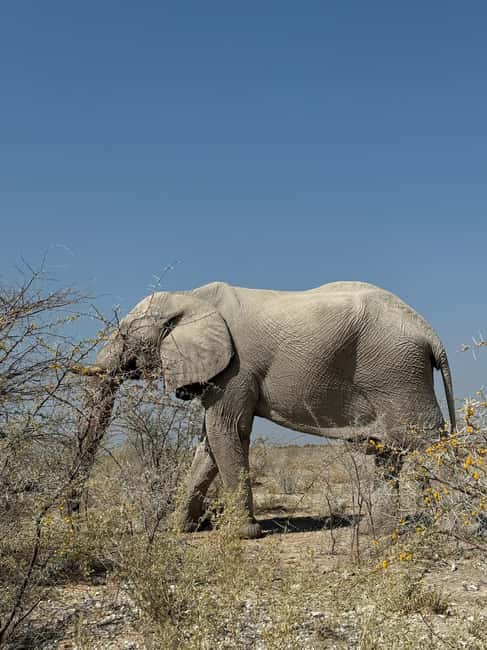 afbeelding n.3 van Vanuit Windhoek: 3-daagse Etosha met verblijf in een lodge activiteit in Okaukuejo, geüpload door aanbieder