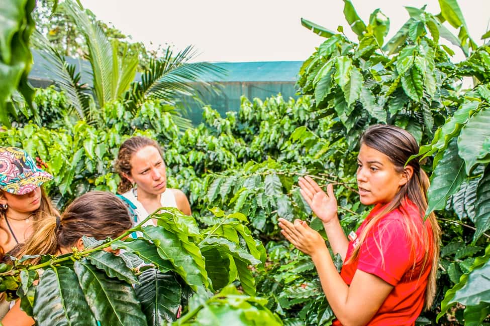 image n.6 of Poás Volcano, Coffee Plantation & La Paz Waterfall Gardens activity in Alajuela Province, uploaded by supplier