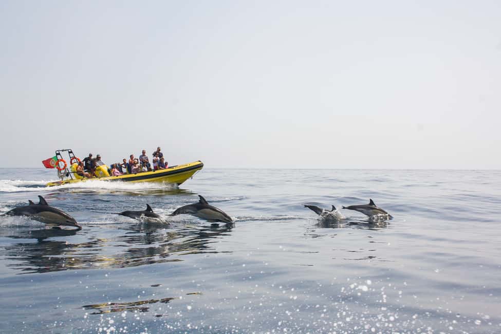 Bild Nr. 2 von Albufeira: Speedboot-Tour Benagil-Höhle und Delfin-Watching Aktivität in Benagil, hochgeladen vom Anbieter