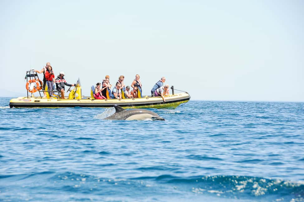 Bild Nr. 23 von Albufeira: Speedboot-Tour Benagil-Höhle und Delfin-Watching Aktivität in Benagil, hochgeladen vom Anbieter