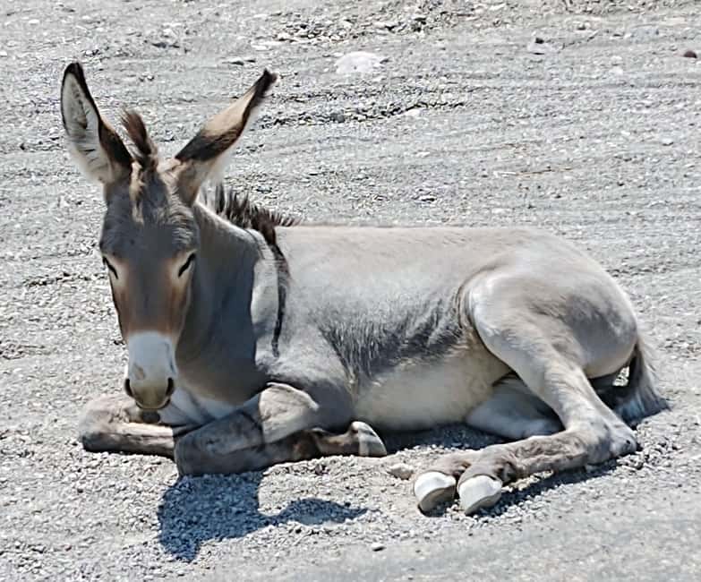 image n.8 of Oatman Mining Village: Burros/Route 66 Scenic Mountain Tour activity in Kingman, uploaded by supplier