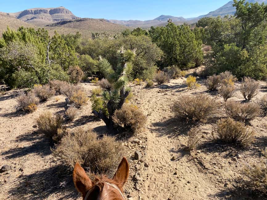 image n.8 of Horseback Ride thru Joshua Tree Forest with Buffalo & Lunch activity in Arizona, uploaded by supplier