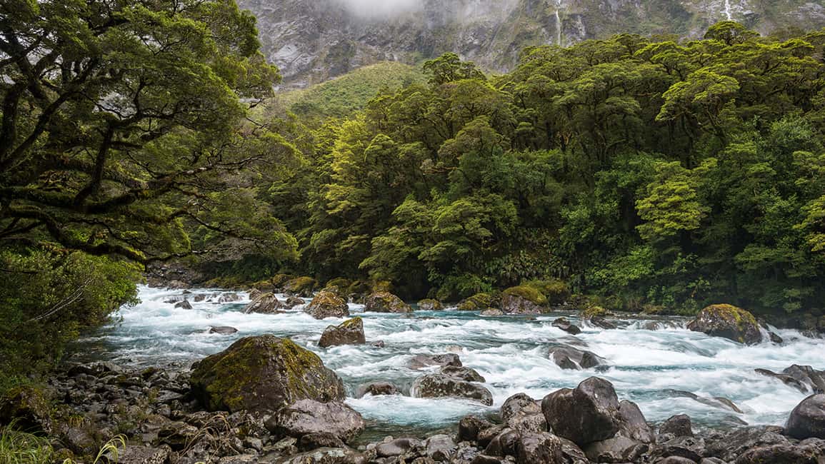image n.11 of From Te Anau: Milford Sound Tour with Cruise and Lunch activity in South Island, uploaded by supplier
