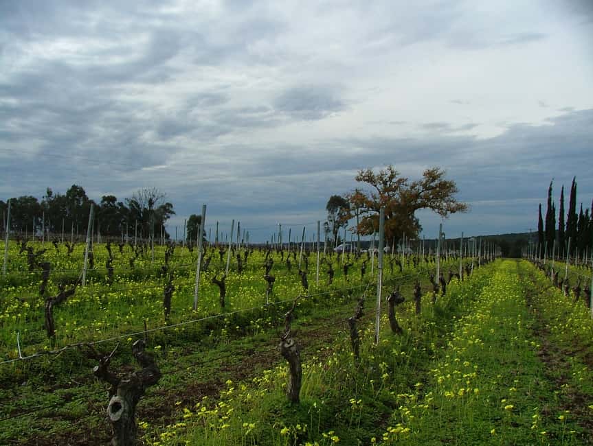 image n.10 of Hunter Valley: Uncork the Hunter Full-Day Wine Tour activity in Pokolbin, uploaded by supplier