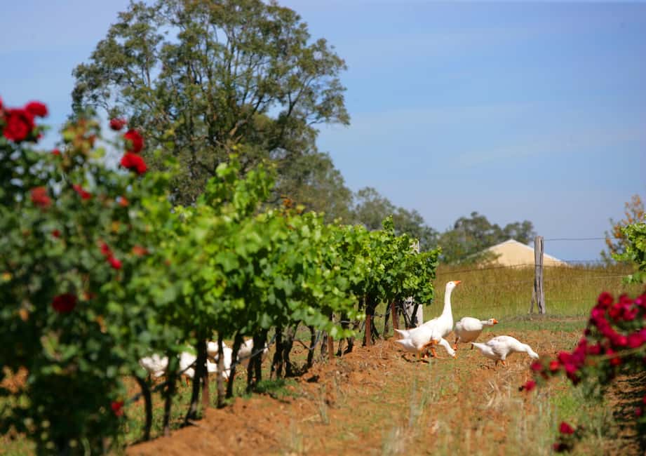 image n.11 of Hunter Valley: Uncork the Hunter Full-Day Wine Tour activity in Pokolbin, uploaded by supplier