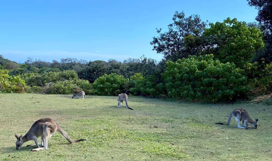 image n.7 of From Brisbane: North Stradbroke Island Wildlife Adventure activity in Brisbane, uploaded by supplier
