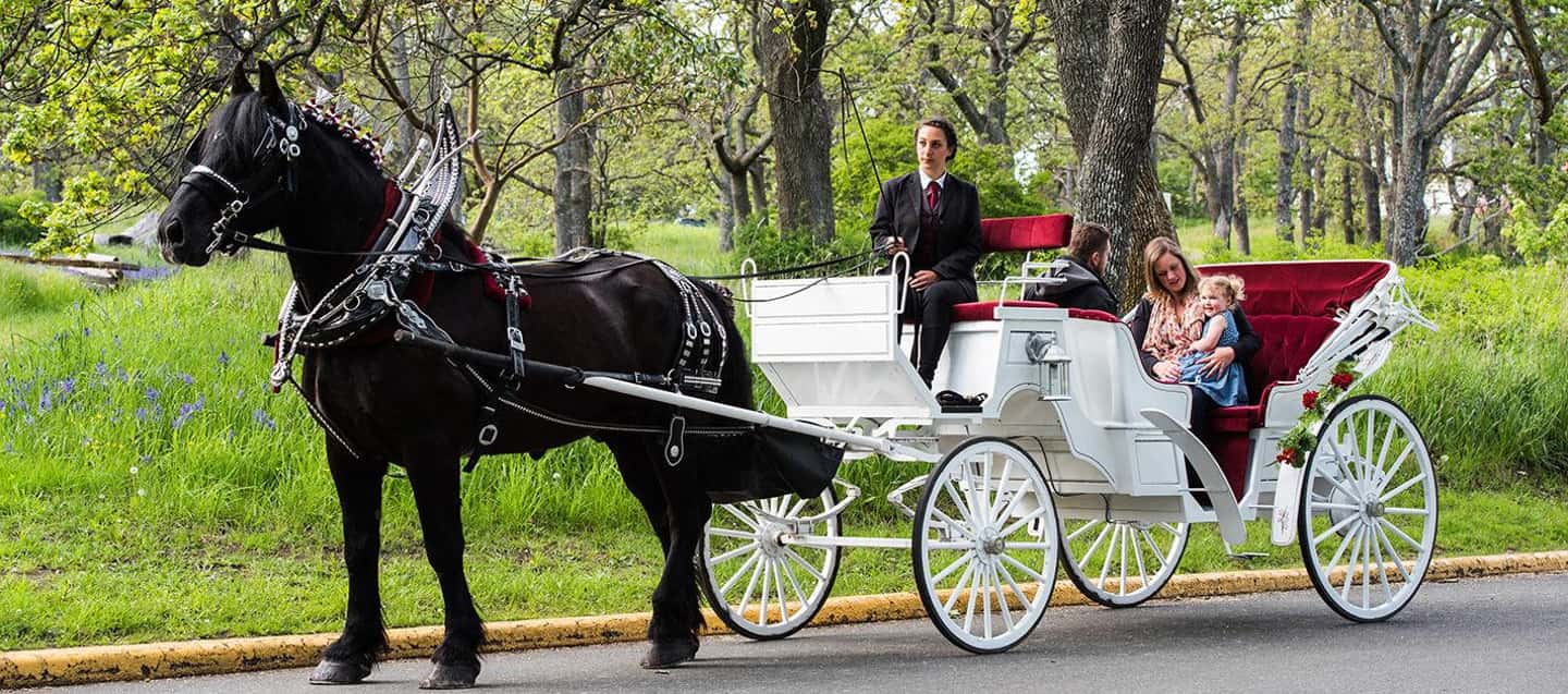 image n.1 of NYC Private Central Park Horse Carriage Ride with Guide activity in New York City, uploaded by supplier