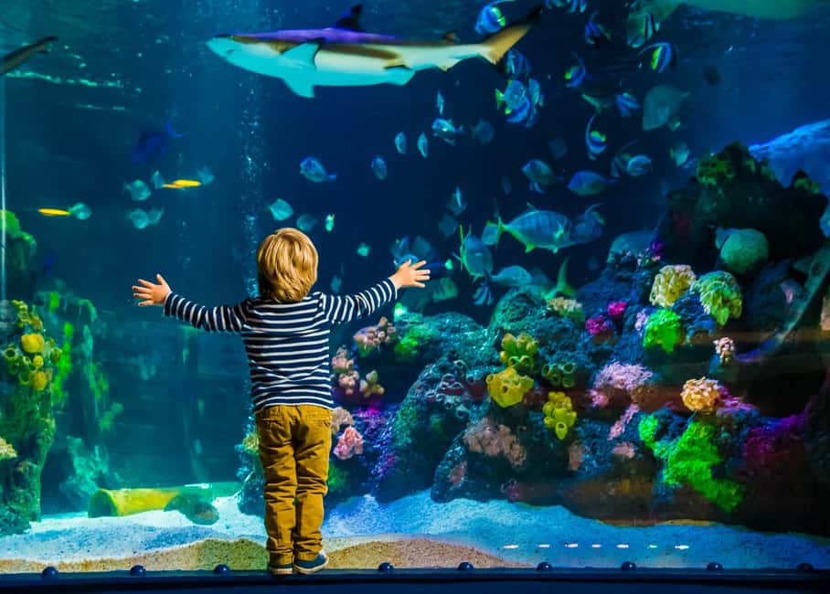 kuva n.1/Helsinki: Sea Life Pääsyliput aktiviteetista Helsinki, jonka toimittaja on ladannut