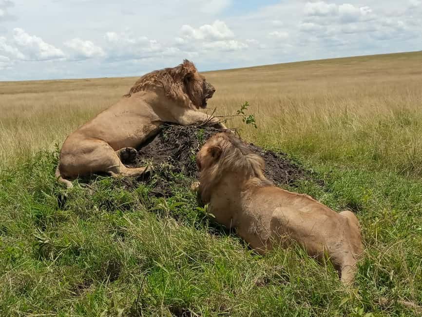 image n.30 of Nairobi National Park Half-Day Game Drive activity in Nairobi, uploaded by supplier