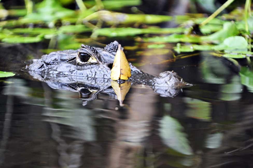 image n.8 of From San Jose: 3-Day Tortuguero National Park Excursion activity in Limón Province, uploaded by supplier