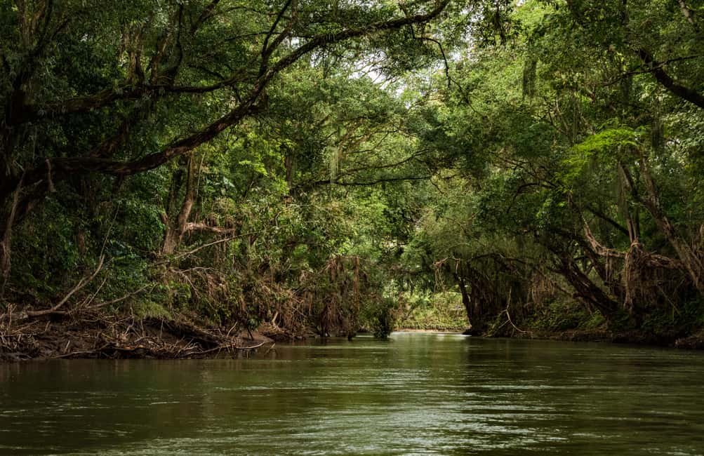 image n.2 of From San Jose: 3-Day Tortuguero National Park Excursion activity in Limón Province, uploaded by supplier