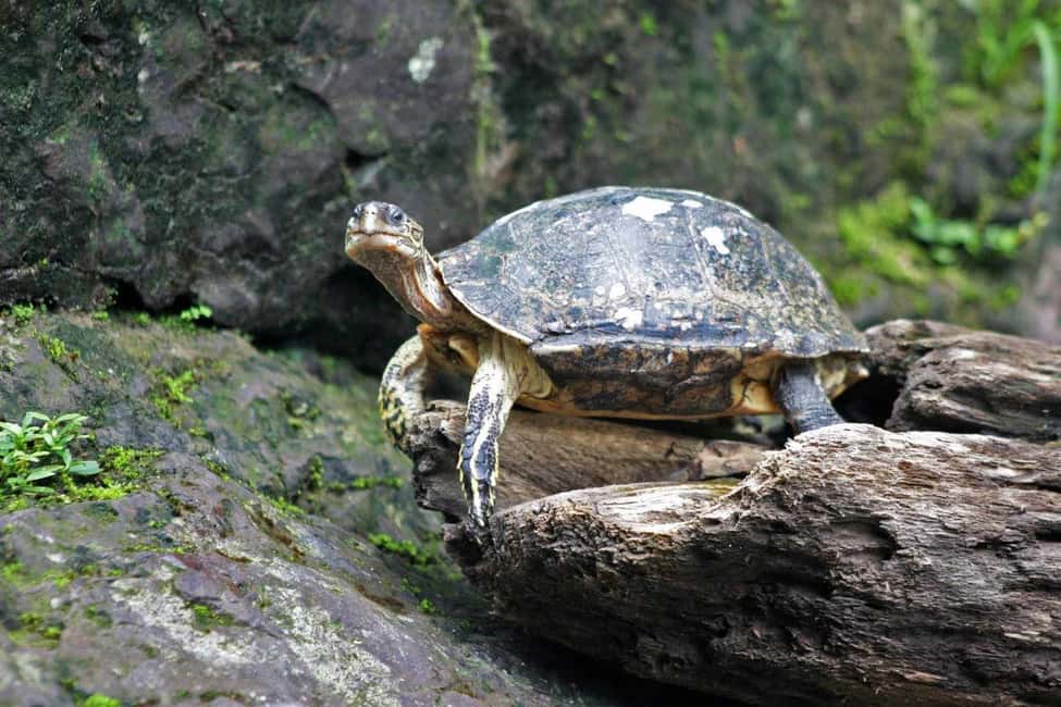 image n.4 of From San Jose: 3-Day Tortuguero National Park Excursion activity in Limón Province, uploaded by supplier