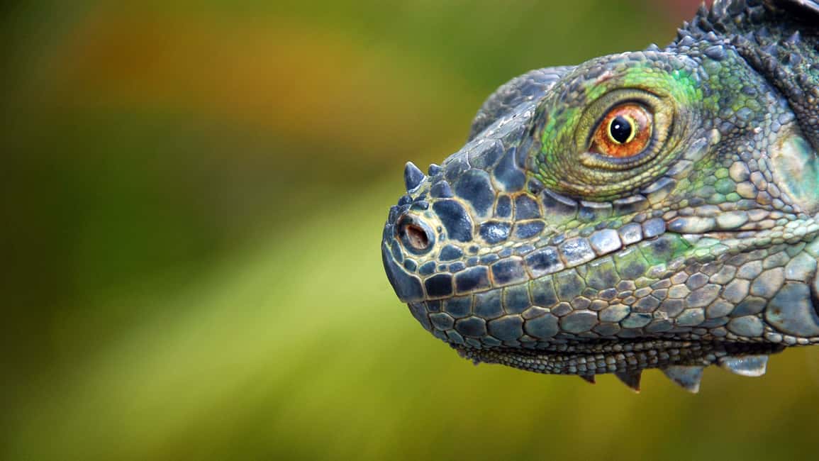 image n.6 of From San Jose: 3-Day Tortuguero National Park Excursion activity in Limón Province, uploaded by supplier