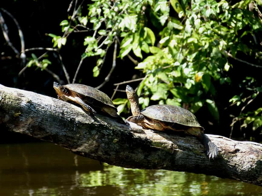 image n.7 of From San Jose: 3-Day Tortuguero National Park Excursion activity in Limón Province, uploaded by supplier
