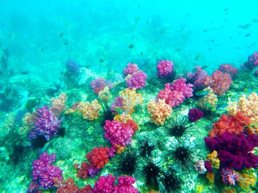 imagen n.º 5 de Ko Lipe: Excursión de snorkel por la zona exterior en barco de cola larga actividad en Golfo de Tailandia, subida por el proveedor