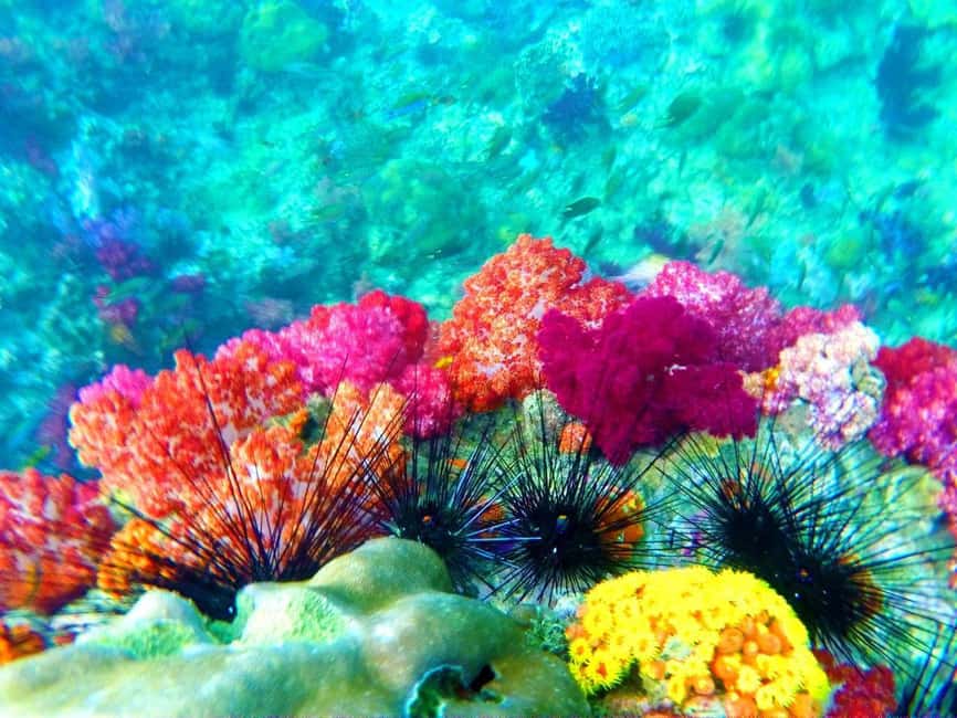 imagen n.º 2 de Ko Lipe: Excursión de snorkel por la zona exterior en barco de cola larga actividad en Golfo de Tailandia, subida por el proveedor