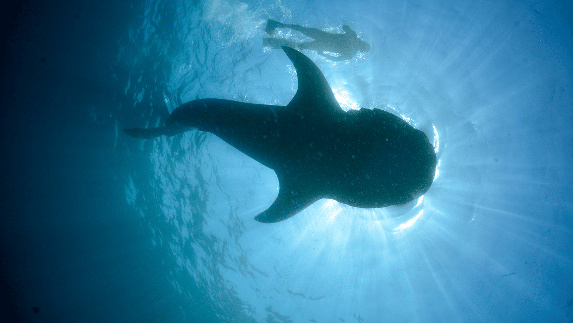 image n.3 of Cancún: Swim with Whale Sharks & Playa Norte Beach activity in Quintana Roo, uploaded by supplier