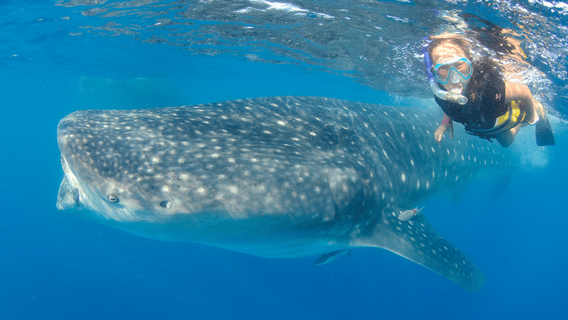 image n.2 of Cancún: Swim with Whale Sharks & Playa Norte Beach activity in Quintana Roo, uploaded by supplier