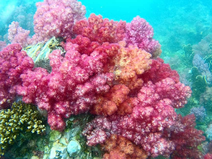 imagen n.º 3 de Excursión de snorkel a Koh Lipe, 6 horas, excursión 1 actividad en Golfo de Tailandia, subida por el proveedor