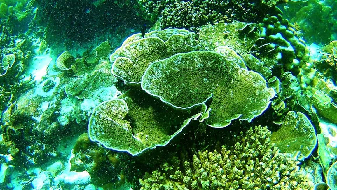 imagen n.º 7 de Excursión de snorkel a Koh Lipe, 6 horas, excursión 1 actividad en Golfo de Tailandia, subida por el proveedor