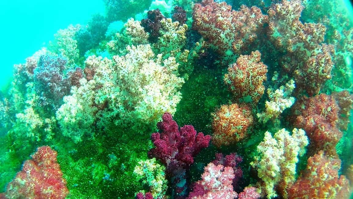 imagen n.º 9 de Excursión de snorkel a Koh Lipe, 6 horas, excursión 1 actividad en Golfo de Tailandia, subida por el proveedor